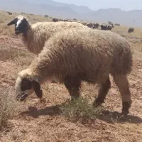 بره ماده