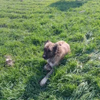 سگ گله|سگ|مشهد, تبادکان|دیوار