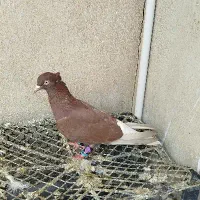 کبوتر دمسفید