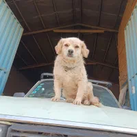 سلام  یه ماده شیتزو پامر حرف گوش کن بازی گوش|سگ|پاکدشت, پاکدشت (مامازند)|دیوار