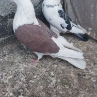 کبوتر پشت گراف المانی