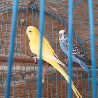 جفت مرغ عشق هلندی