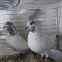 کبوتر کله دار