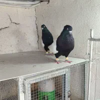 کفتر نروماده سینه سیاه آس