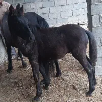 اسب|حیوانات مزرعه|ساری, |دیوار