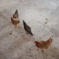 مرغ وخروس|حیوانات مزرعه|جوانرود, |دیوار