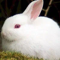 خرگوش کوچولو|موش و خرگوش|خان ببین, |دیوار