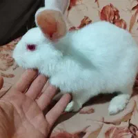 خرگوش