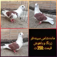کفتر پلاکی، رنگی، مسافتی|پرنده|یزد, |دیوار