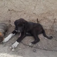 توله سک ماده