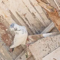 کبوتر گرفتنی