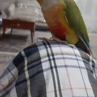 یک جفت گرینچیک رام و دستی|پرنده|بافت, |دیوار