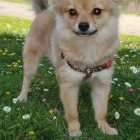 سگ چهار ماهه پامر سایز کوچیک