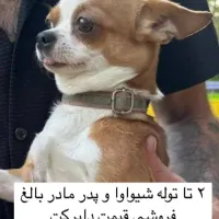 سگ نژاد شیواوا