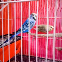 جفت مرغ عشق خاص