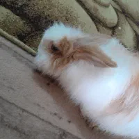 خرگوش نر|موش و خرگوش|تبریز, |دیوار