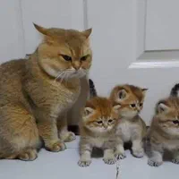 طلایی‌ترین گربه‌های دنیا