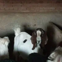 بز‌پاکستانی اصل