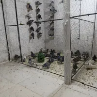 دسته پلاکی و رنگی
