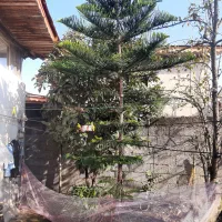 درخت کاج مطبق