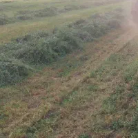 یونجه