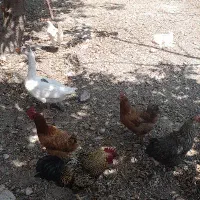 مرغ خروس قاز  خروس کم سن