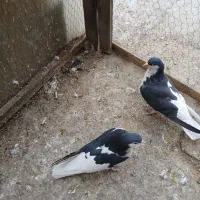 چپ نرماده|پرنده|لنجان, |دیوار