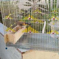 سهره|پرنده|فسا, |دیوار