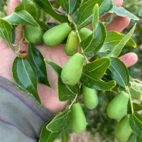 فروش انواع نهال مرغوب مستقیم از نهالستان|خدمات باغبانی و درختکاری|تاکستان, |دیوار