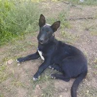 سگ پاکوتاه گمشده در اطراف روستای گاودانهگدار|حیوانات|صحنه, |دیوار