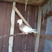 کبوتر طوقی ماده