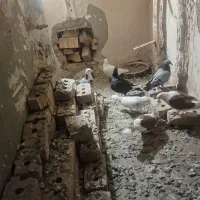 کبوتر|پرنده|نیشابور, رحمت آباد|دیوار