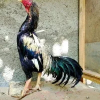 تعدادی مرغ و خروس