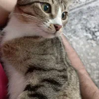 بچه گربه شیش ماهه
