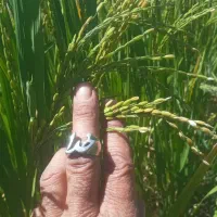 برنج چمپه چلتوک