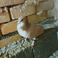 کفتر ساده زرد و سبز و سیاه