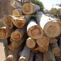 چوب باغی و تیر سقفی و نوپان و سپیدار خریداریم