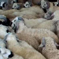 دام چاق گوسفند صحرا چریده مناسب یخچال|حیوانات مزرعه|قم, هفت تیر|دیوار