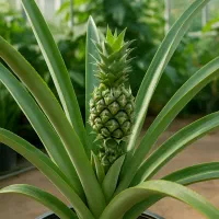 پیشفروش نهال سیب و بادام عمده پاییز و اسفندماه|خدمات باغبانی و درختکاری|سمیرم, |دیوار