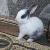 خرگوش