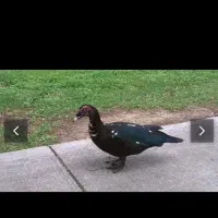 فروش جوجه اردک اسرائیلی