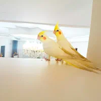 عروس هلندی زعفرانی