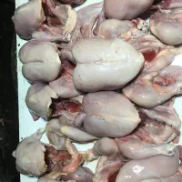 غذای سگ و گربه خانگی