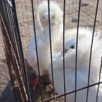 کبوتر شامپیون