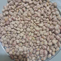 لوبیا چیتی|خوردنی و آشامیدنی|مرودشت, استادیوم‎|دیوار