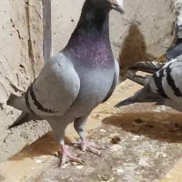 کفترپلاکی|پرنده|یزد, |دیوار