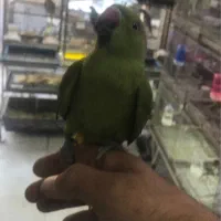 آرا آبی فول دستی سخنگو|پرنده|اهواز, نادری|دیوار