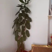 گل  زیبا