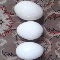 تخم غاز نطفه دار ۶۵ تومن