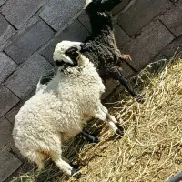 بره ماده‌ رگایی